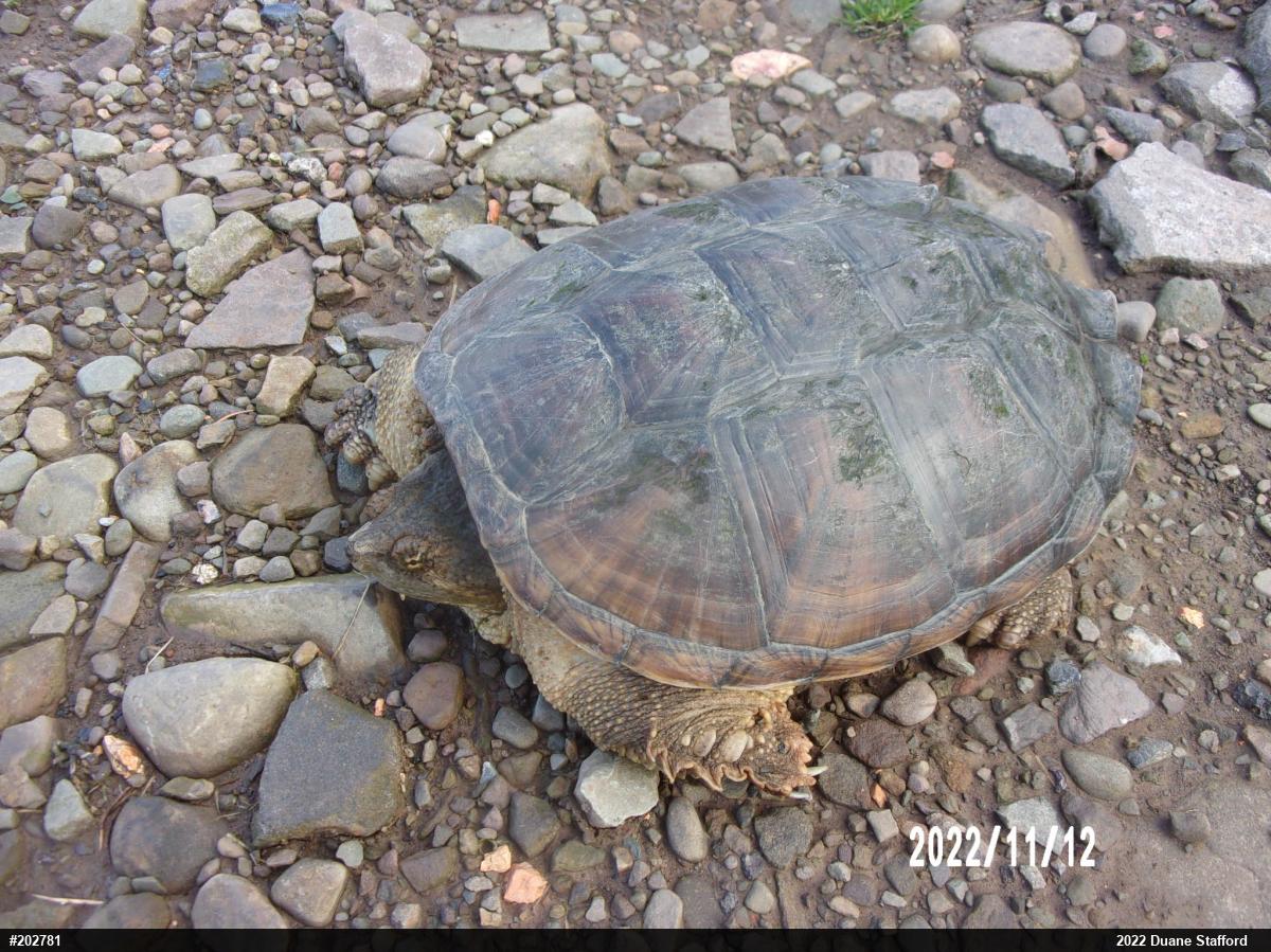 Snapping Turtle