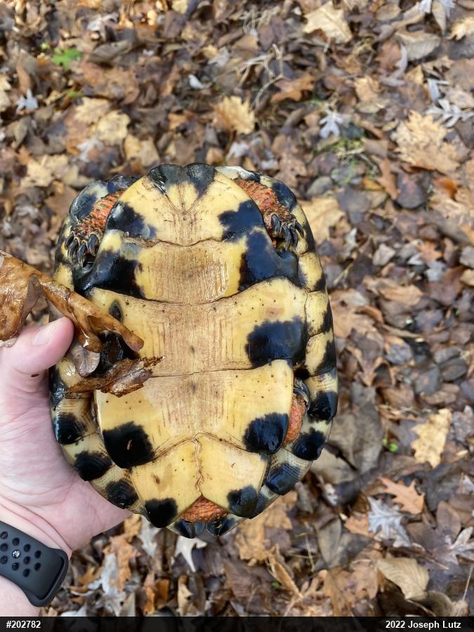Wood Turtle