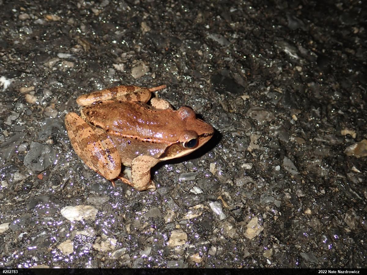 Wood Frog
