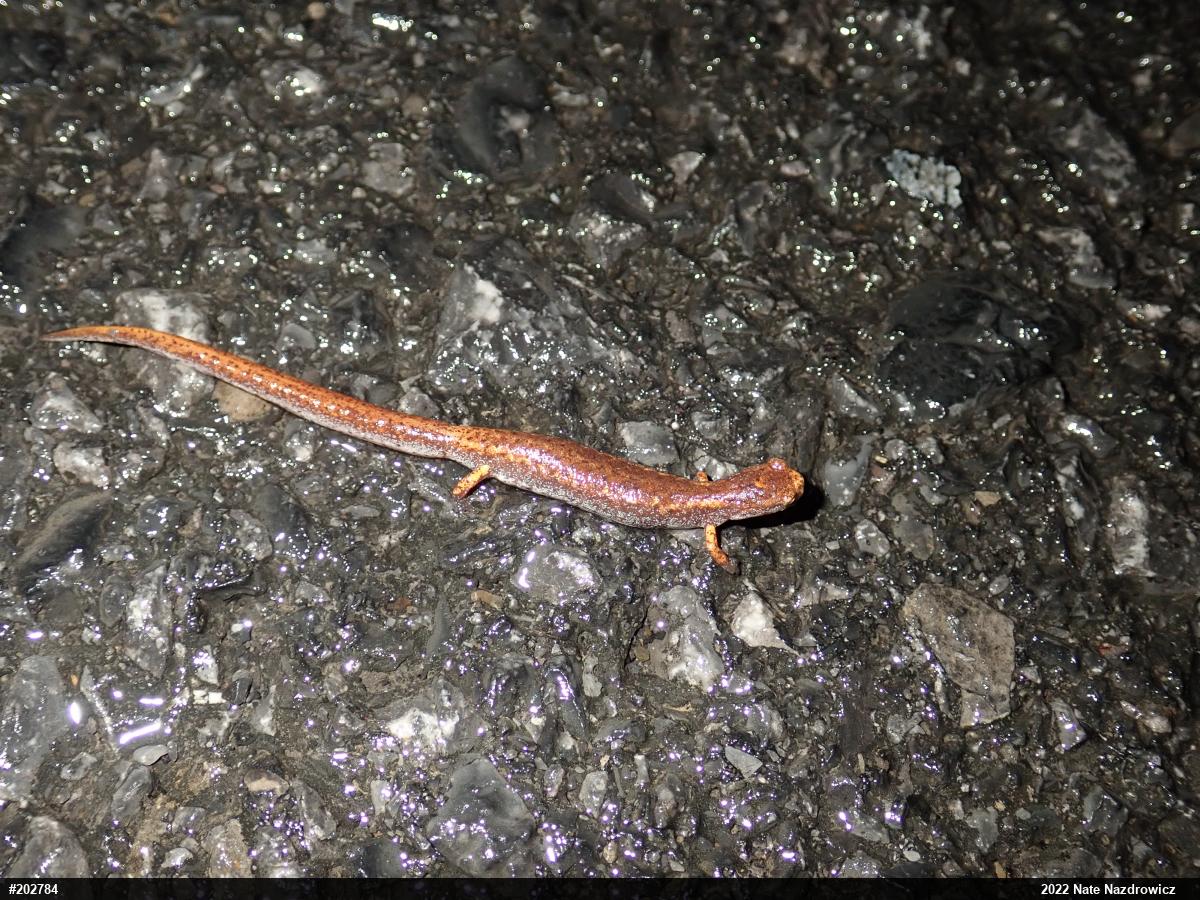 Four-toed Salamander
