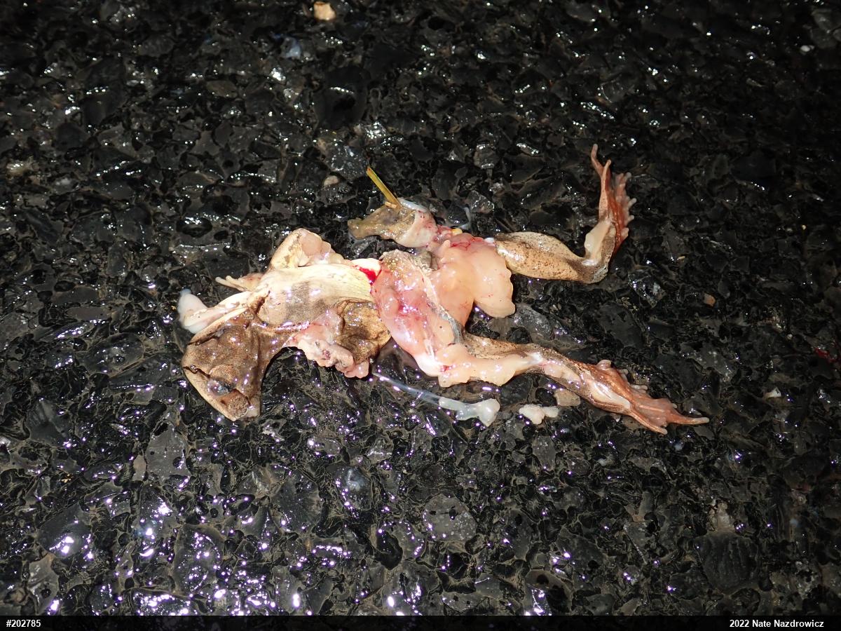 Wood Frog