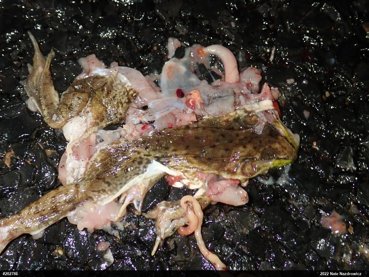 Green Frog