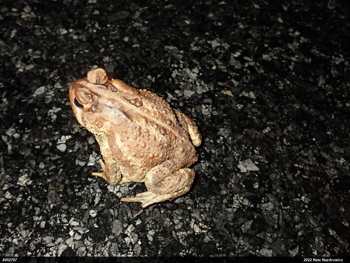 Eastern American Toad
