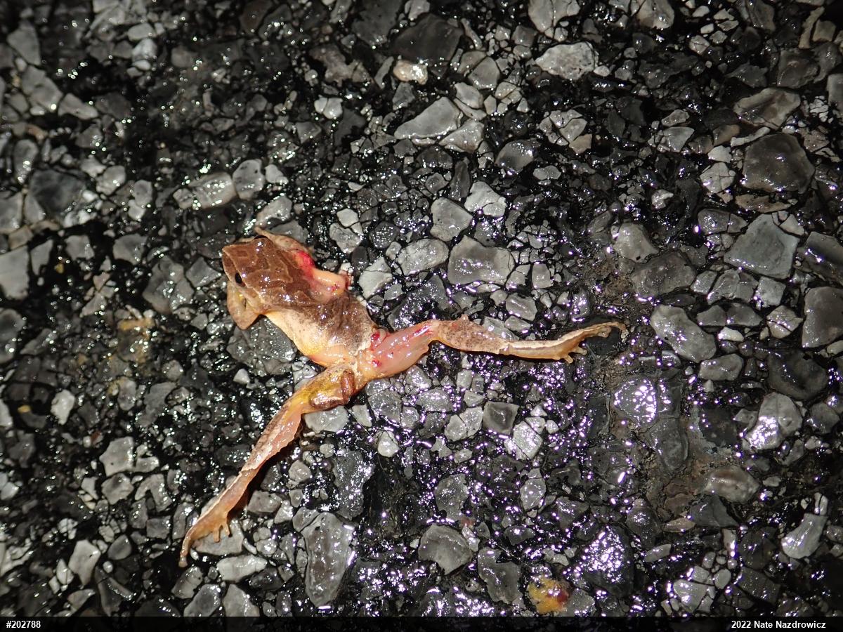 Spring Peeper