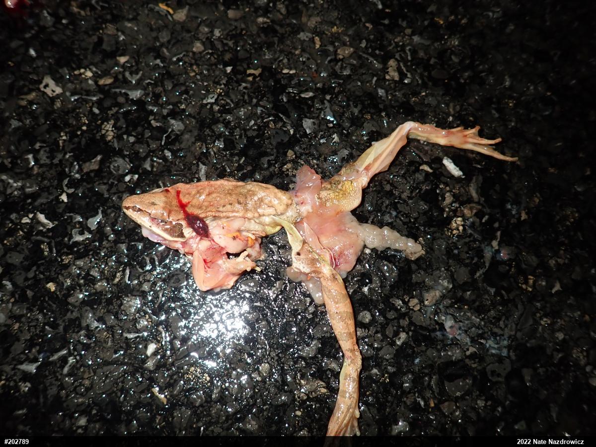Wood Frog
