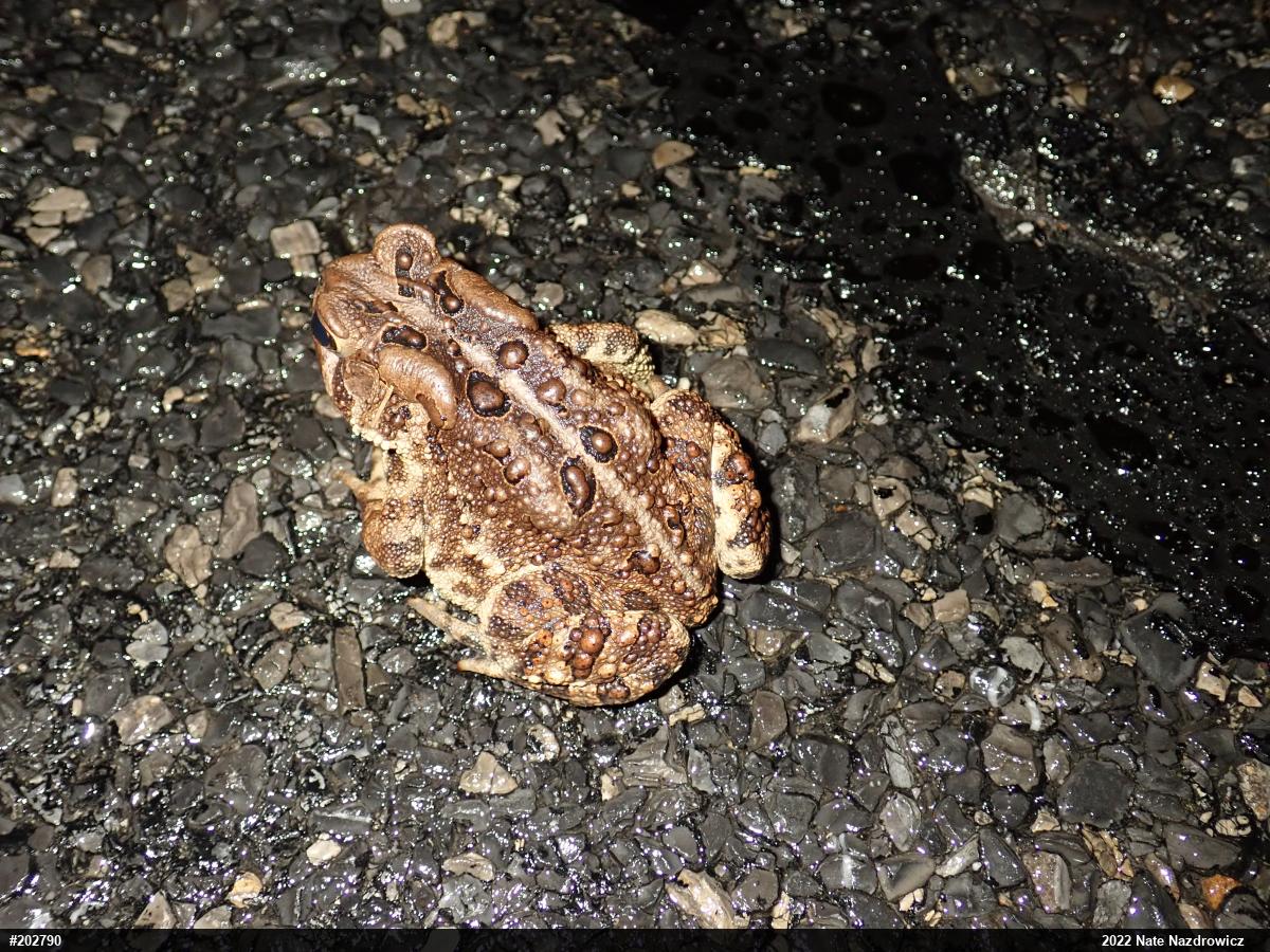 Eastern American Toad