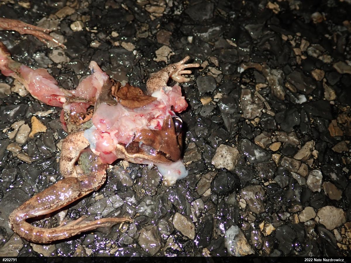 Wood Frog