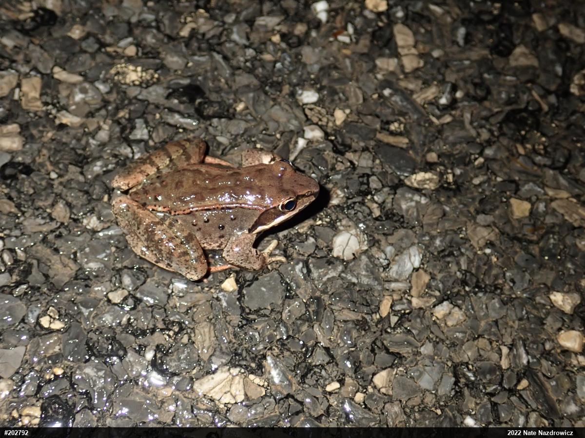 Wood Frog