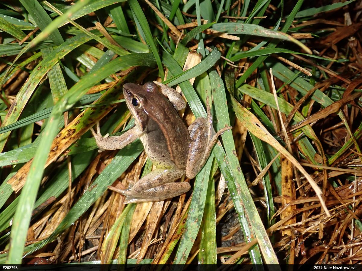 Wood Frog