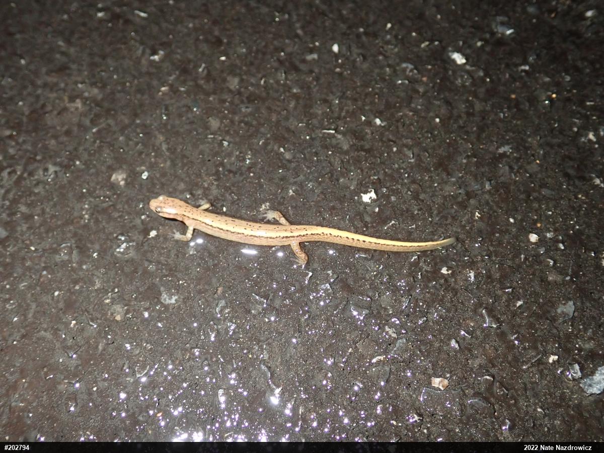 Northern Two-lined Salamander