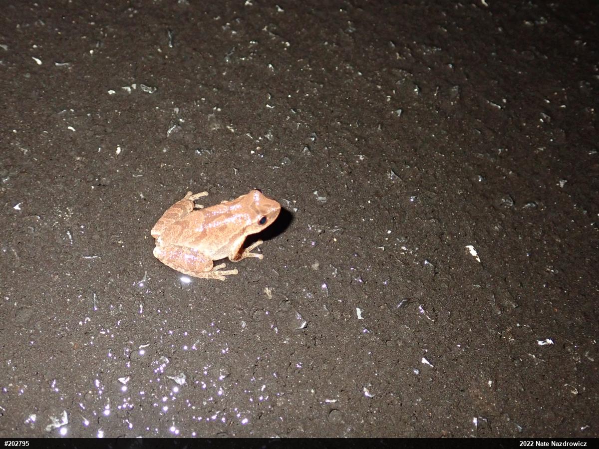 Spring Peeper