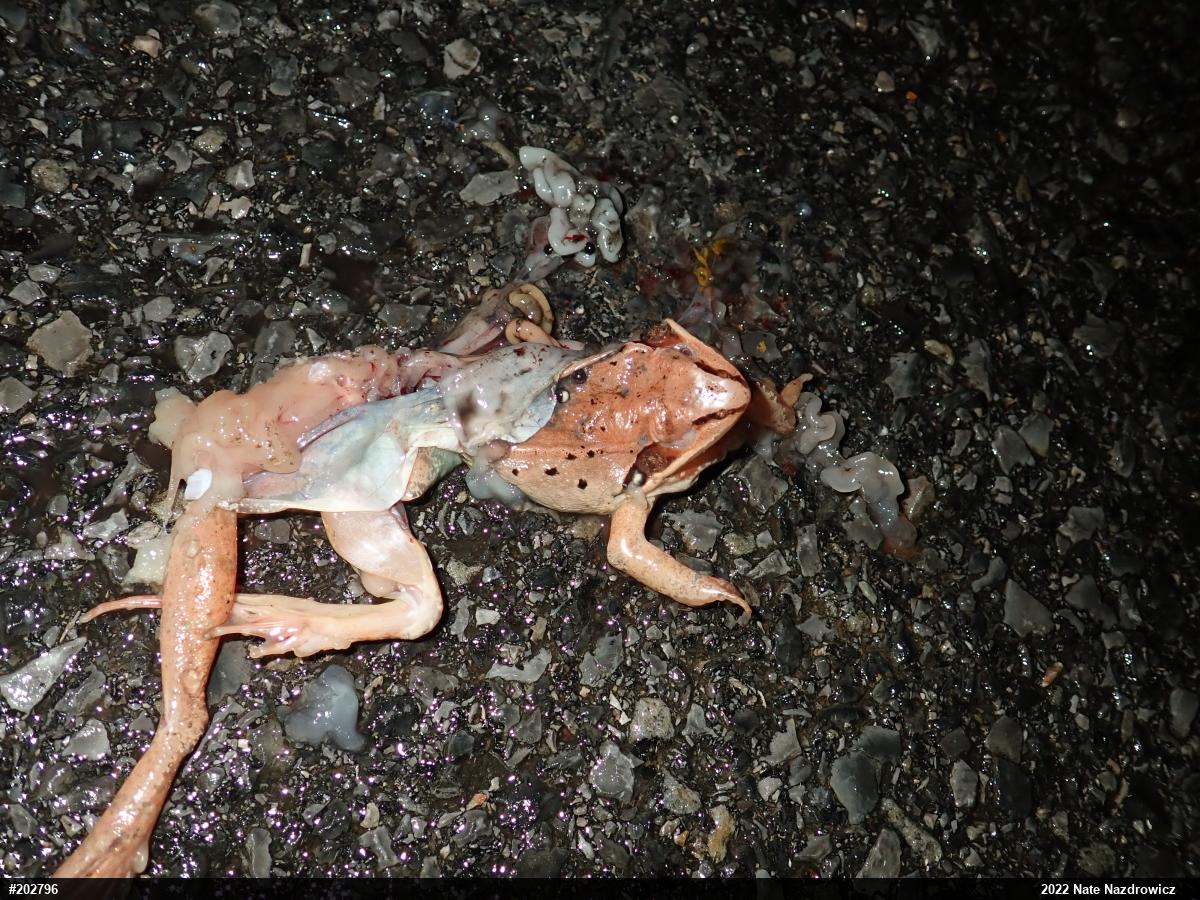 Wood Frog