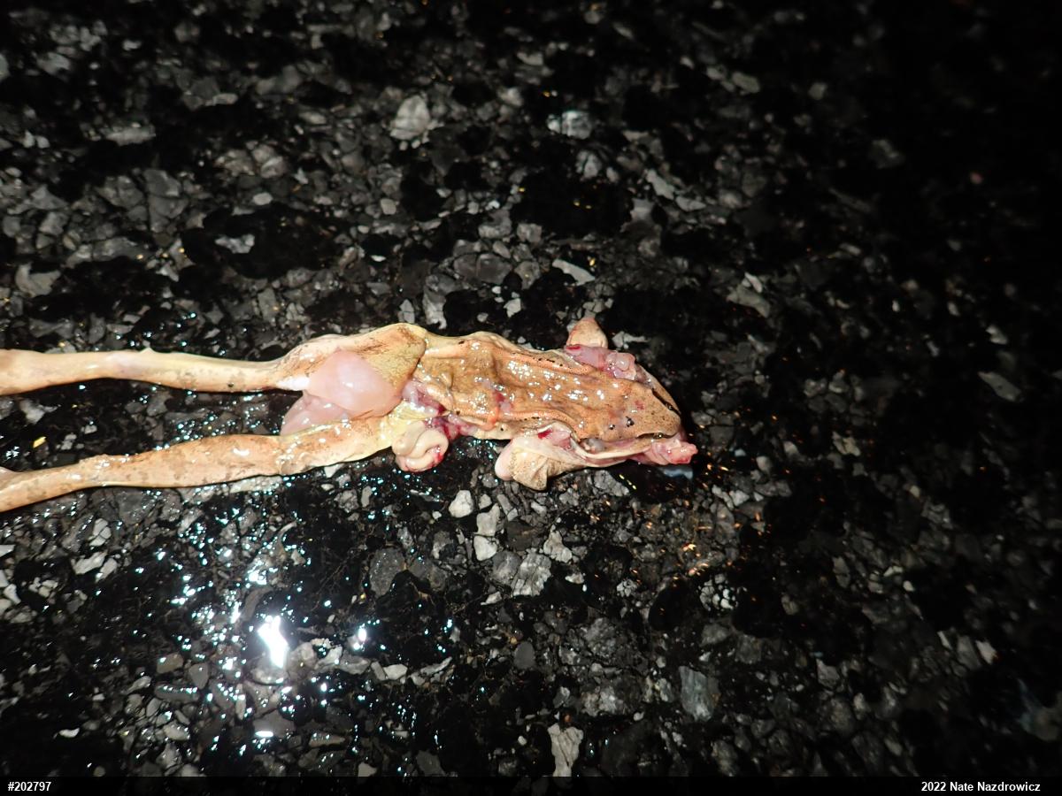 Wood Frog