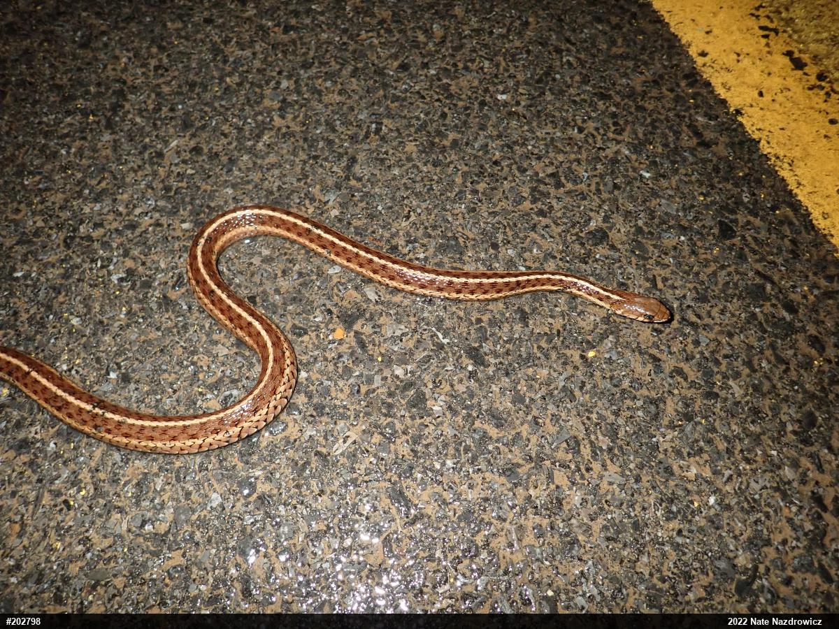 Eastern Gartersnake