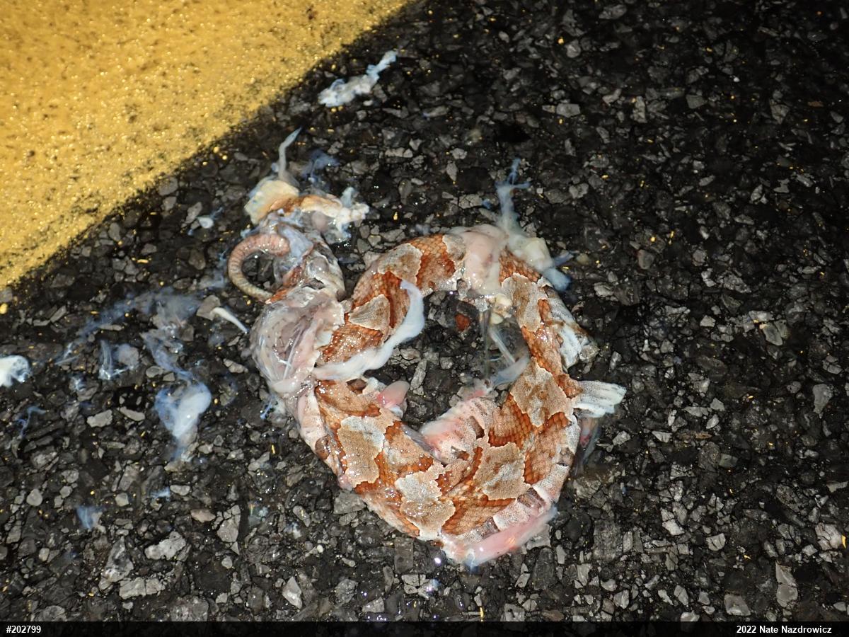 Northern Copperhead