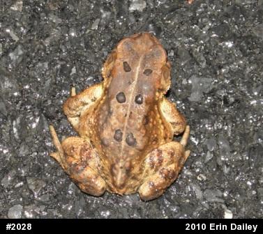 Eastern American Toad