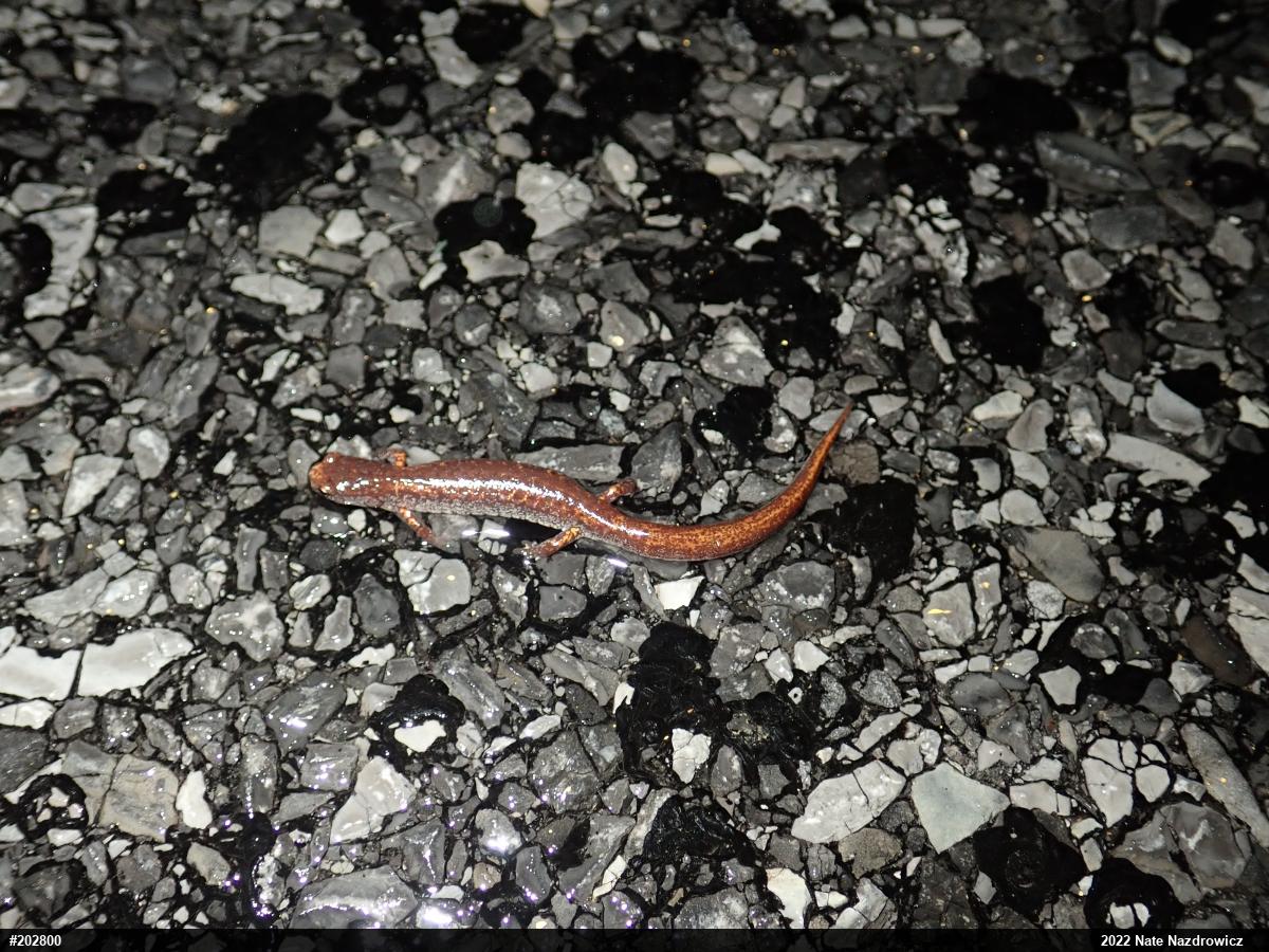 Four-toed Salamander