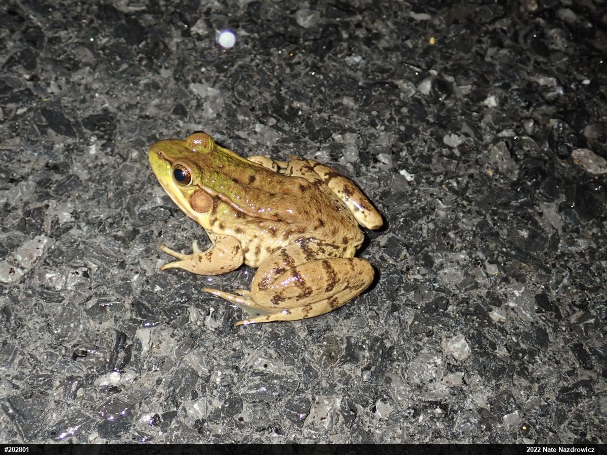 Green Frog