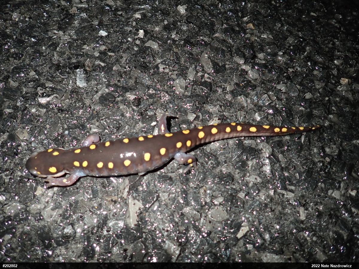 Spotted Salamander