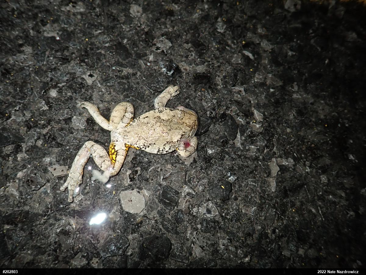Unknown Gray Treefrog