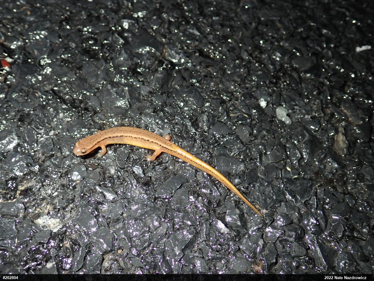 Northern Two-lined Salamander