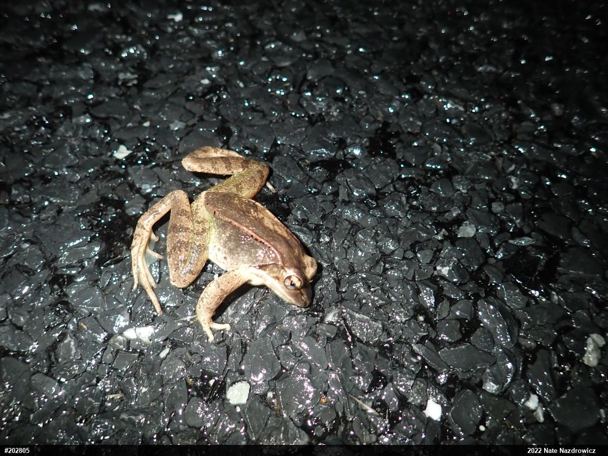 Wood Frog