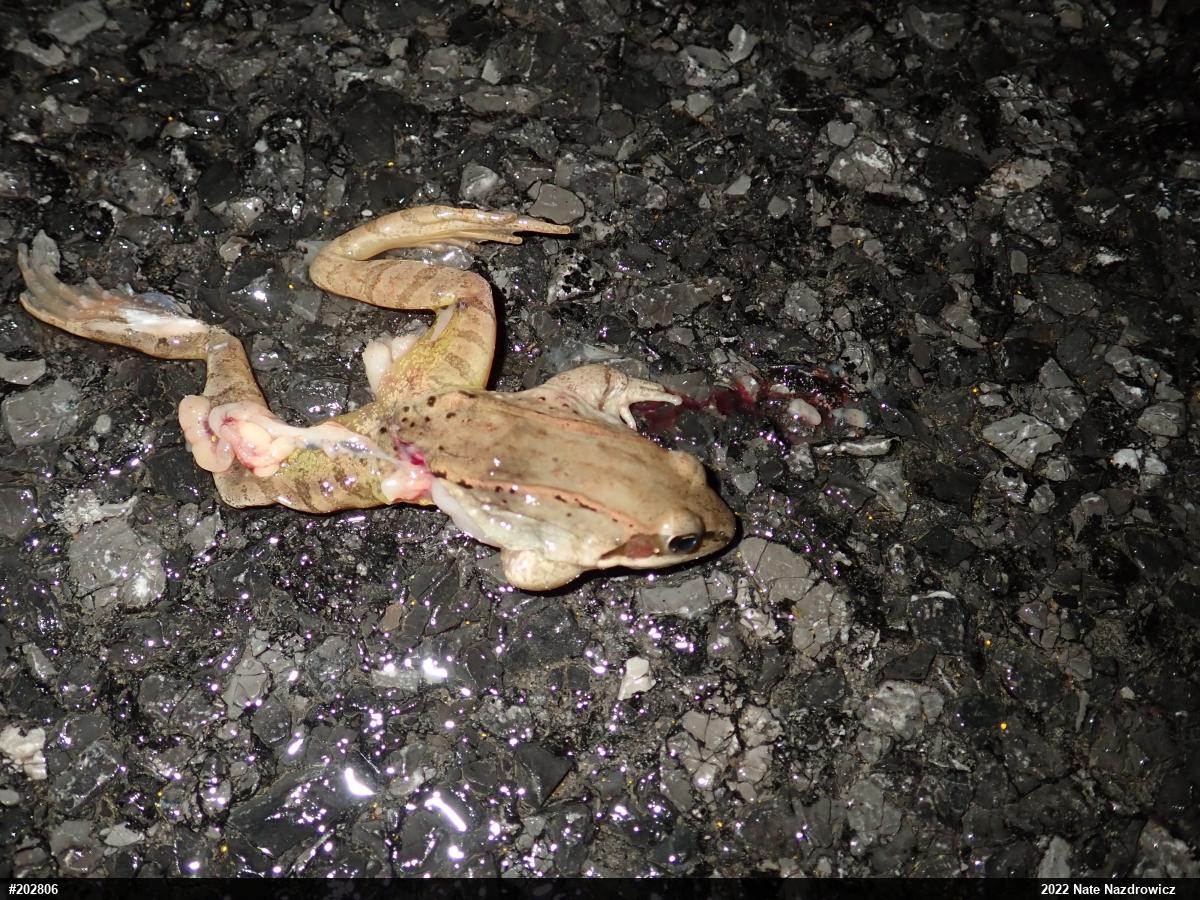Wood Frog