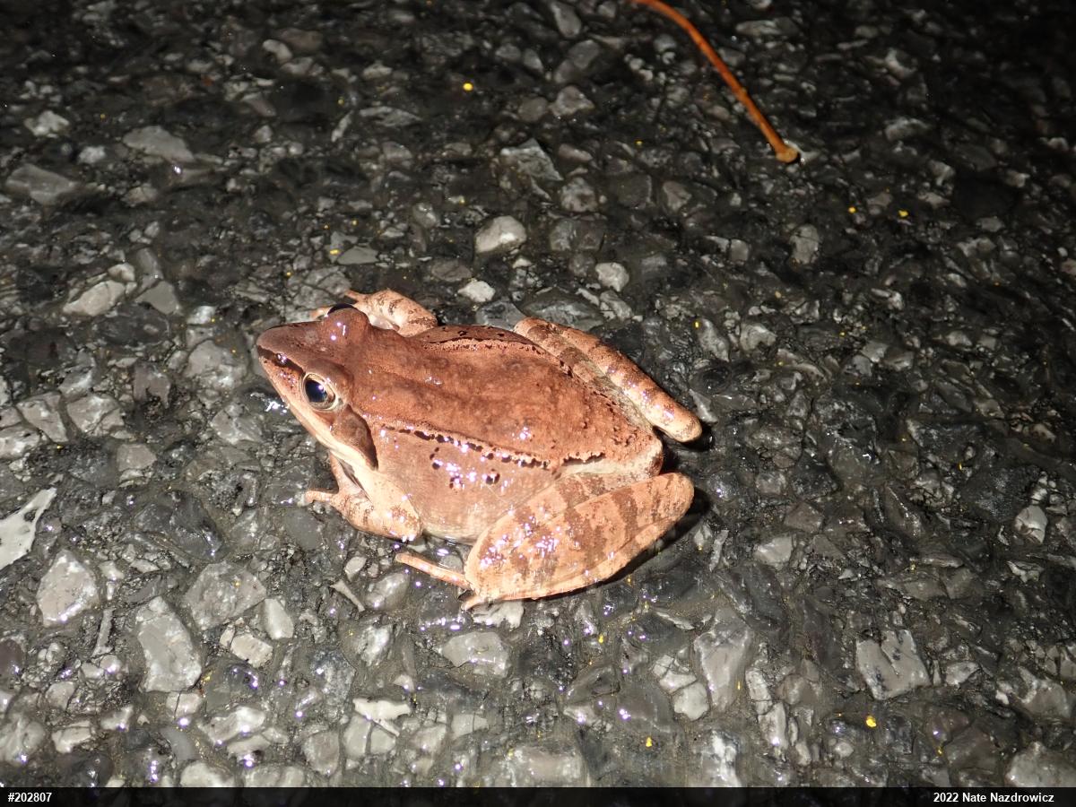 Wood Frog