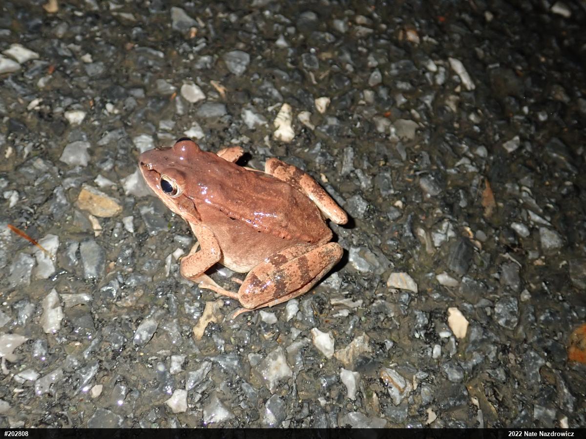 Wood Frog