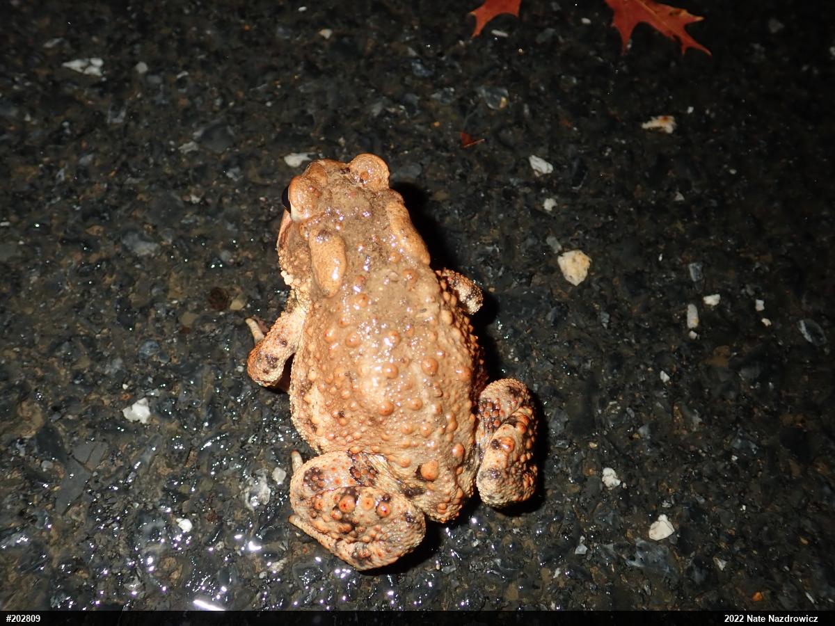 Eastern American Toad