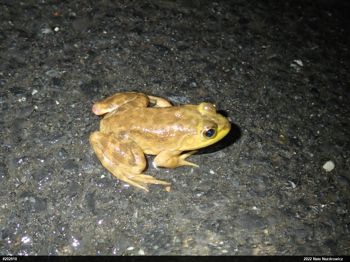 American Bullfrog