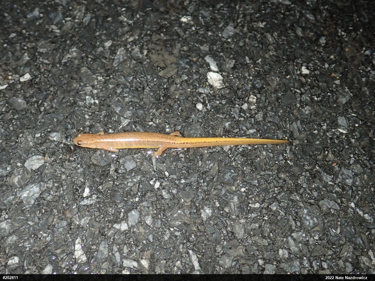 Northern Two-lined Salamander