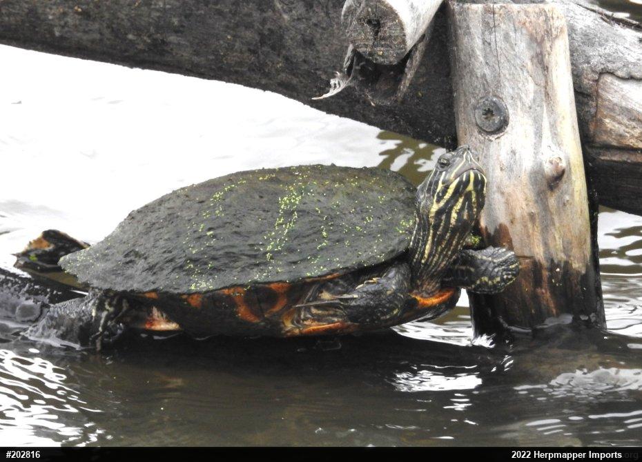 River Cooter