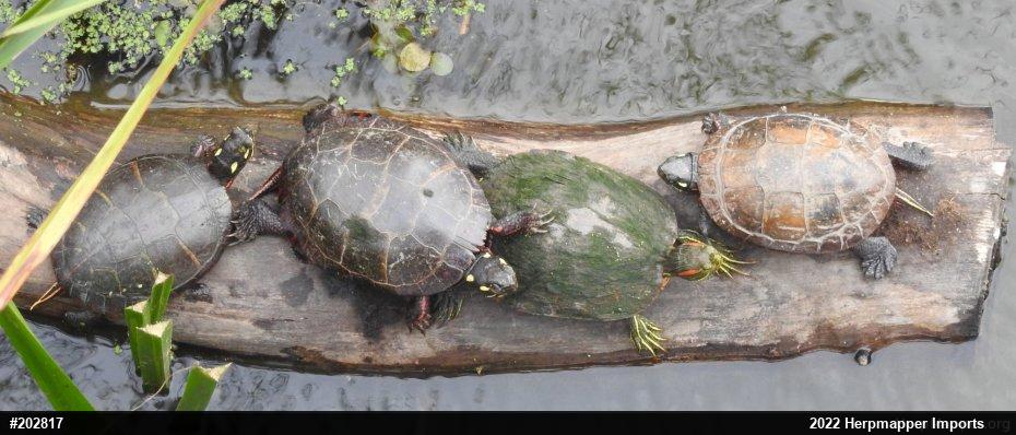 Painted Turtle