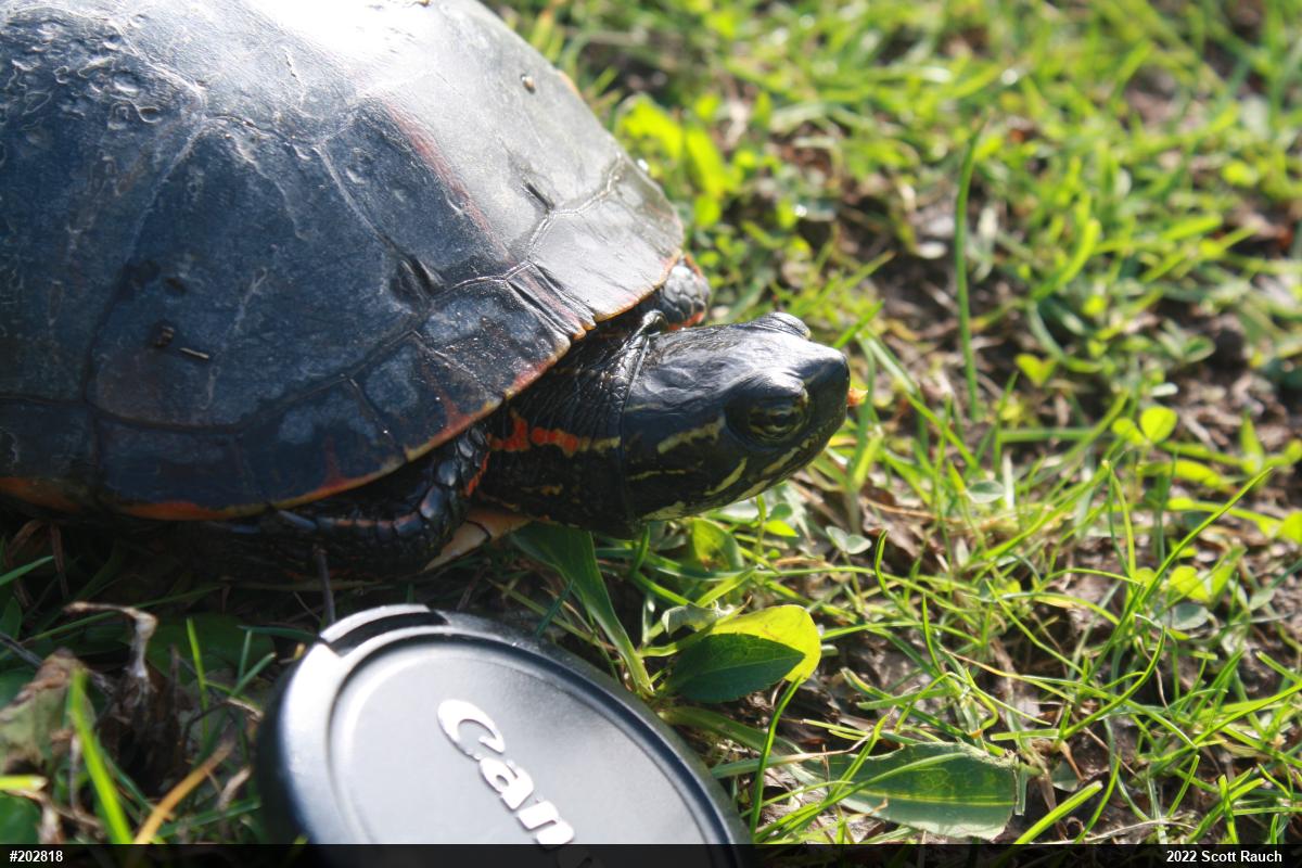 Midland Painted Turtle