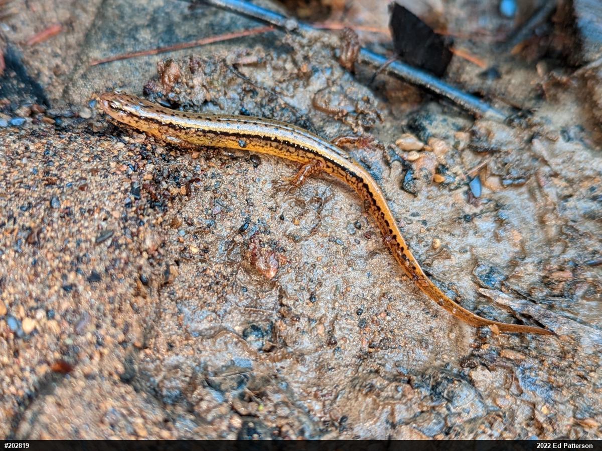 Northern Two-lined Salamander