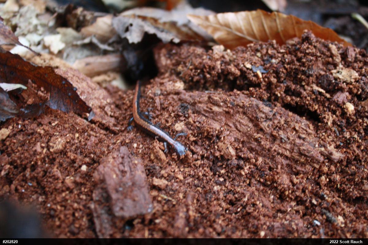 Eastern Red-backed  Salamander
