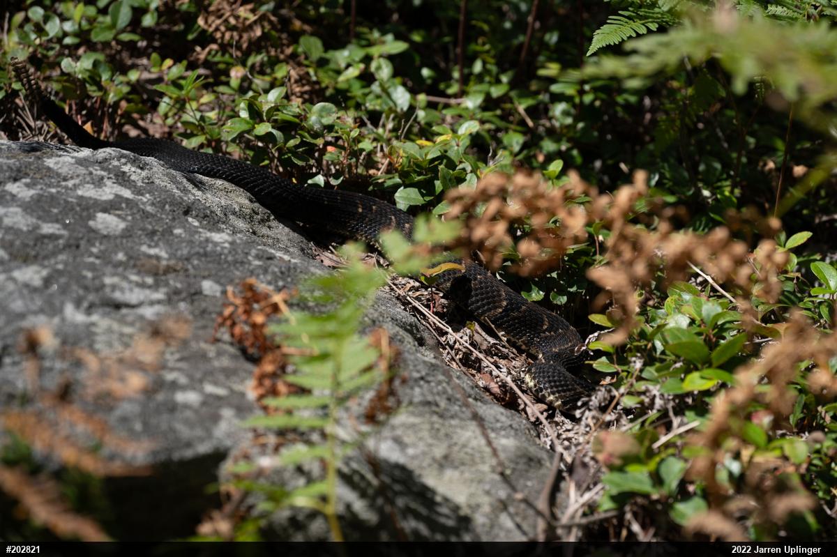 Timber Rattlesnake