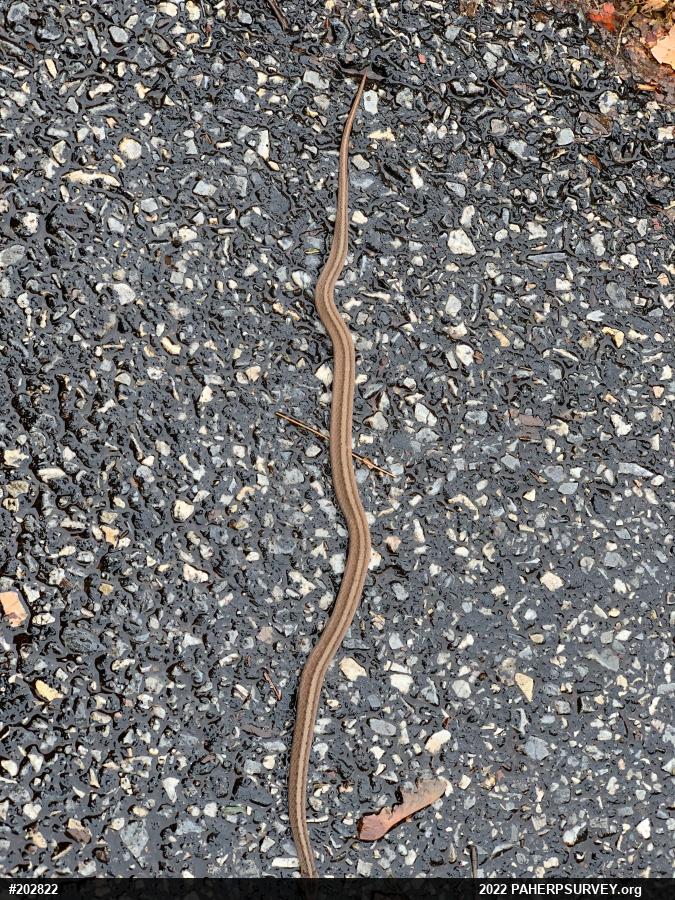 Dekay's Brownsnake