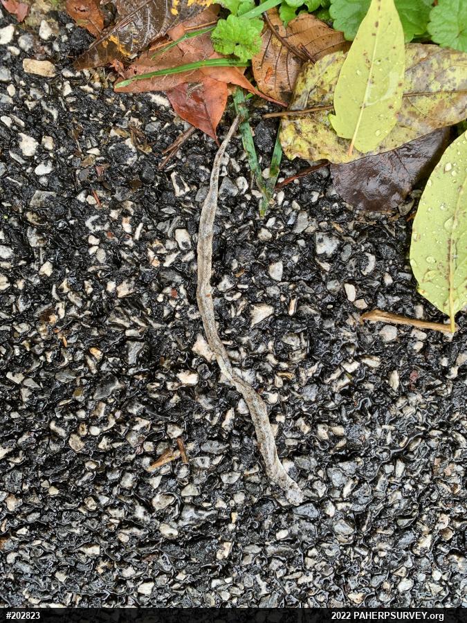 Dekay's Brownsnake