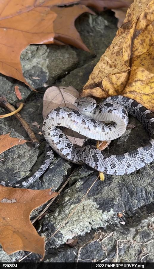 Eastern Ratsnake