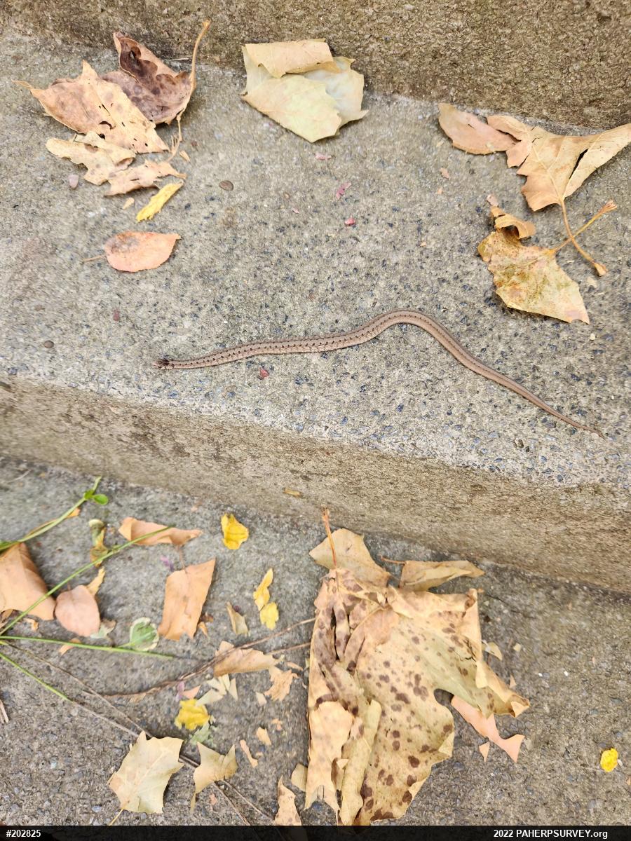 Dekay's Brownsnake