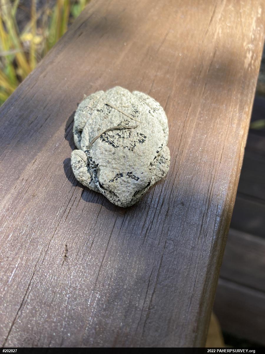 Unknown Gray Treefrog