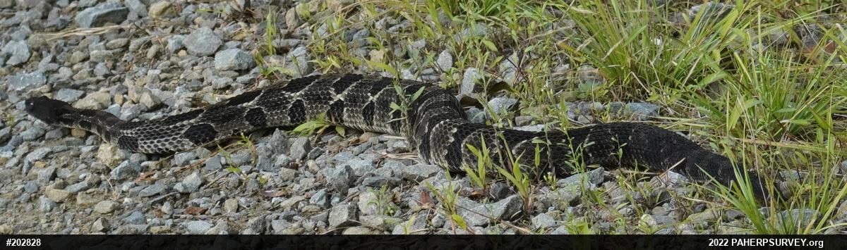 Timber Rattlesnake