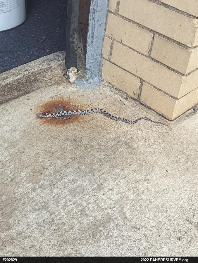 Eastern Ratsnake