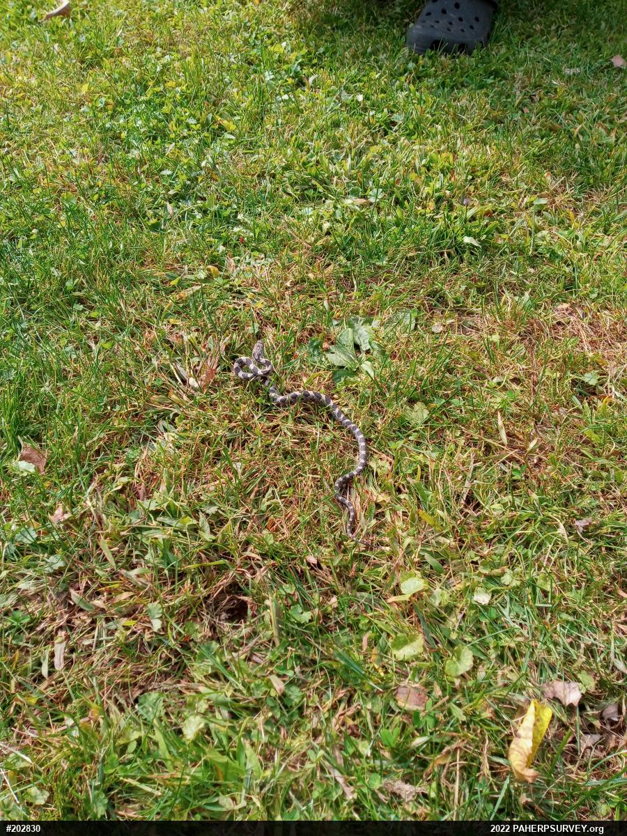 Eastern Ratsnake