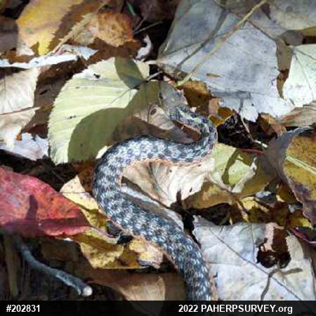 Eastern Gartersnake