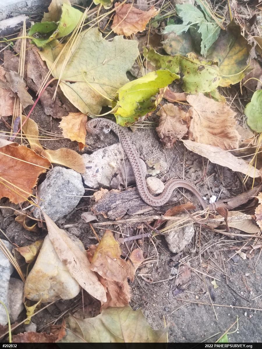 Dekay's Brownsnake