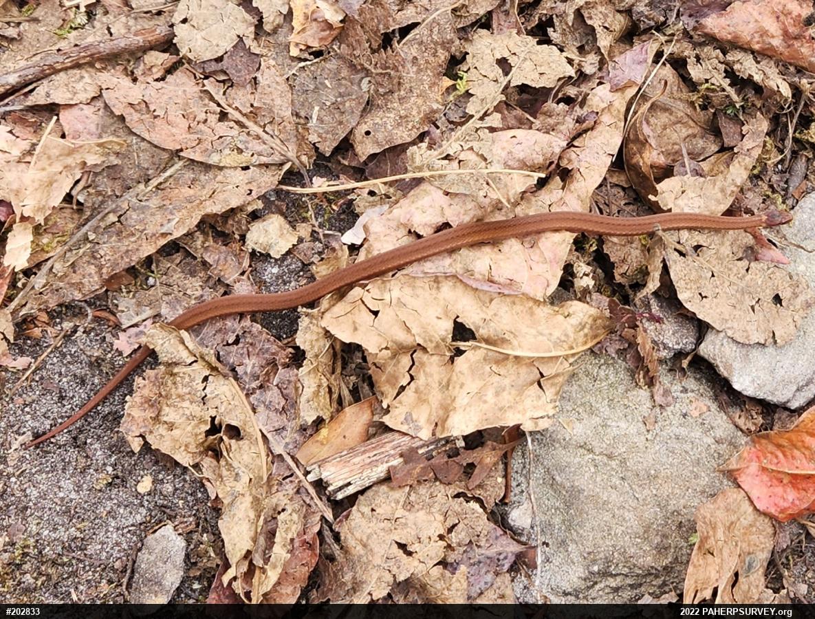 Red-bellied Snake