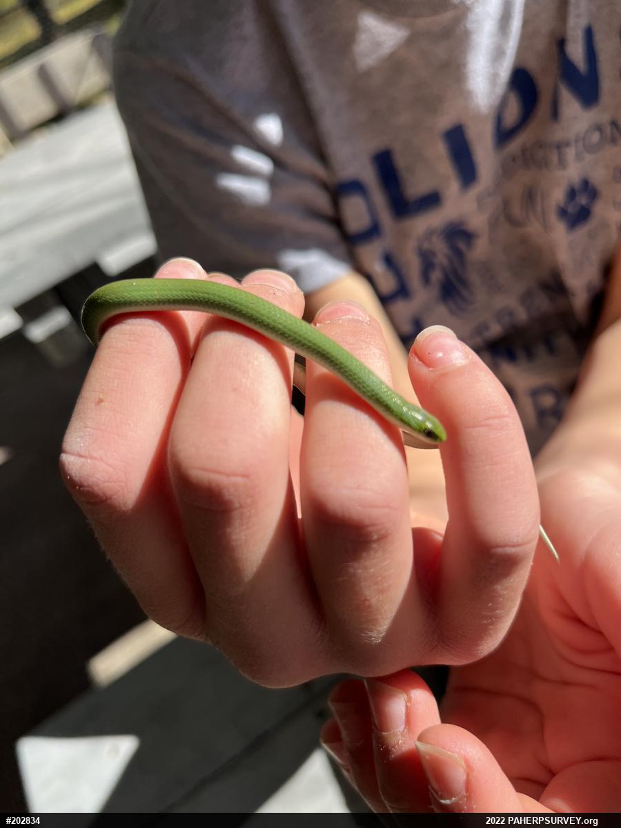 Smooth Greensnake